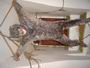 DSC00964.JPG